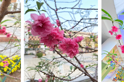 Sắc xuân Ngọc Khánh