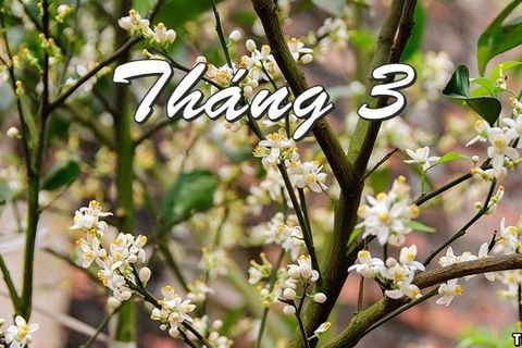 Cảm xúc tháng ba