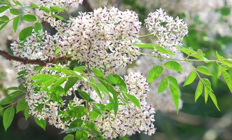 Khối 4 Trường Tiểu học Ngọc Khánh: Chào tháng 3