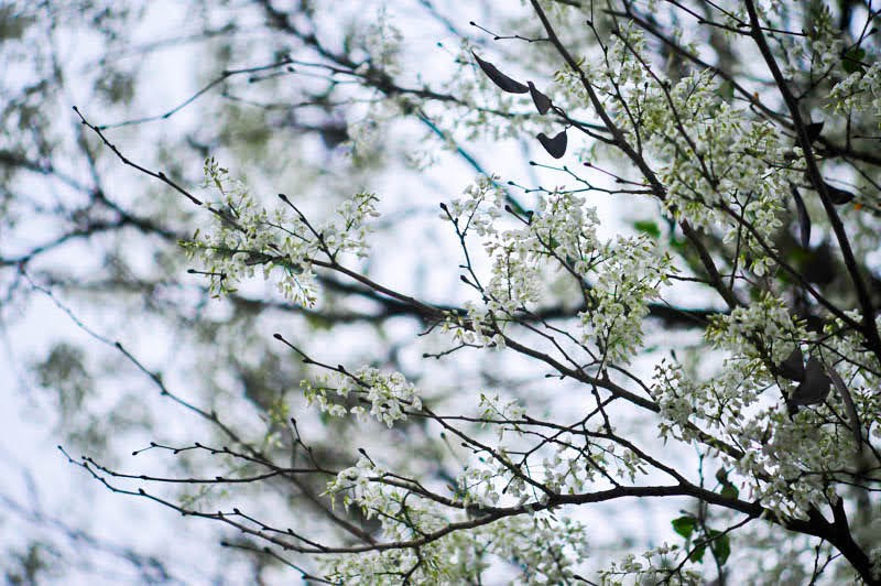 Chùm ảnh Hà Nội tháng 3: Đẹp nao lòng những mùa hoa gây thương nhớ